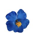 HAIR FLOWER PLIERS BLUEUE PF-0003B