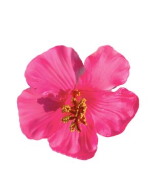 PINK FLOWER HAIR CLIP PF-006P