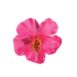 PINCE FLEUR ROSE POUR CHEVEUX PF-006P